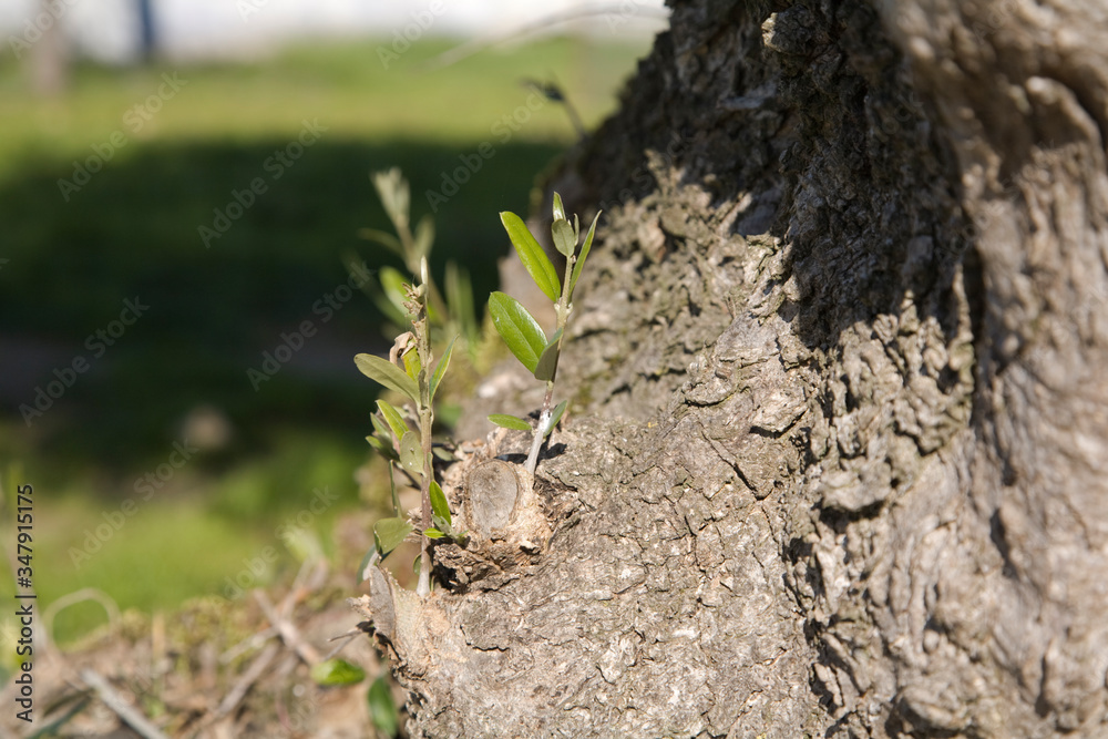 new shoots growing from the bottom of an olive tree. generally cut off they are also known as suckers
new shoots growing from the bottom of an olive tree. generally cut off they are also known as suckers