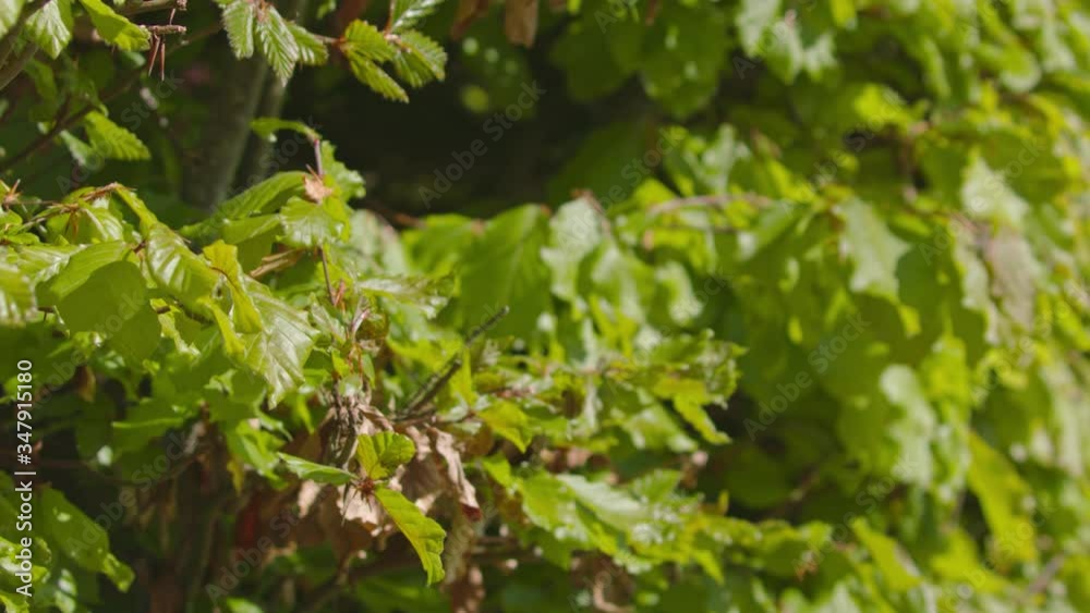 Honey bees in Spring garden flying in slow motion Honey bees in Spring garden flying in slow motion