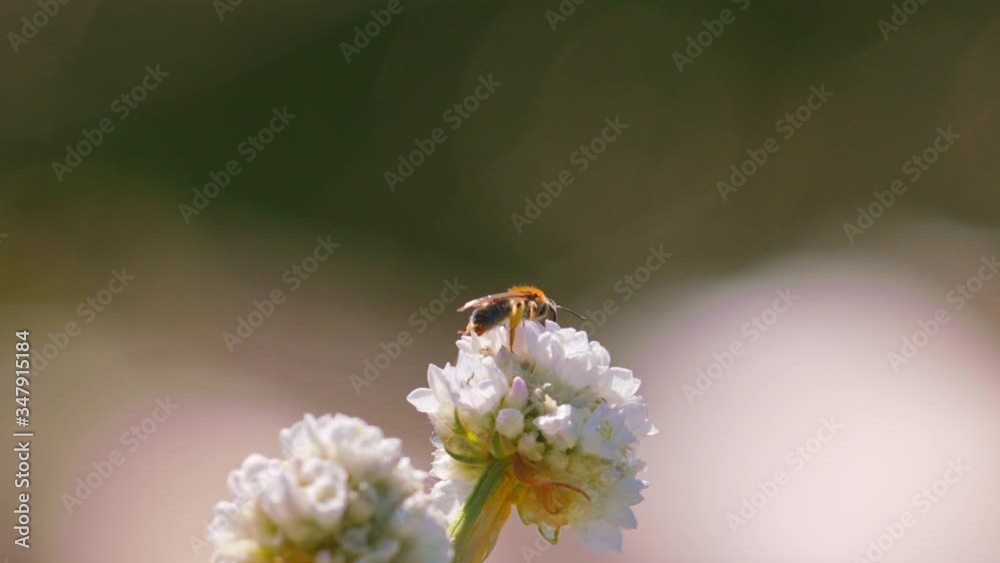 Honey bee close up crawling on flower in Spring Honey bee close up crawling on flower in Spring