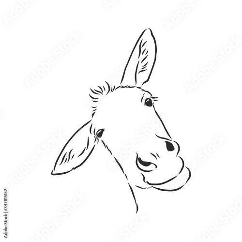 ass front view with a large head, looks black and white illustration . donkey portrait vector sketch illustration