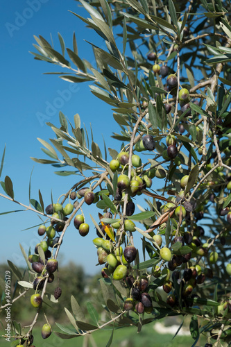 green olives on a branch