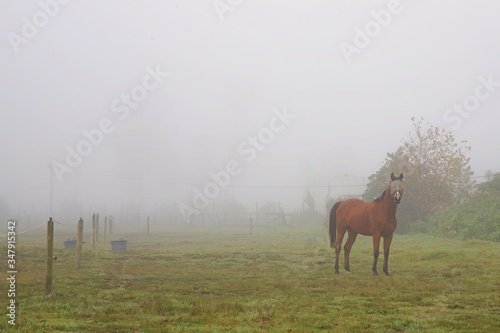 Brown horse stands in the fog in a paddock.  A mare stands in the mist in field. © Angela