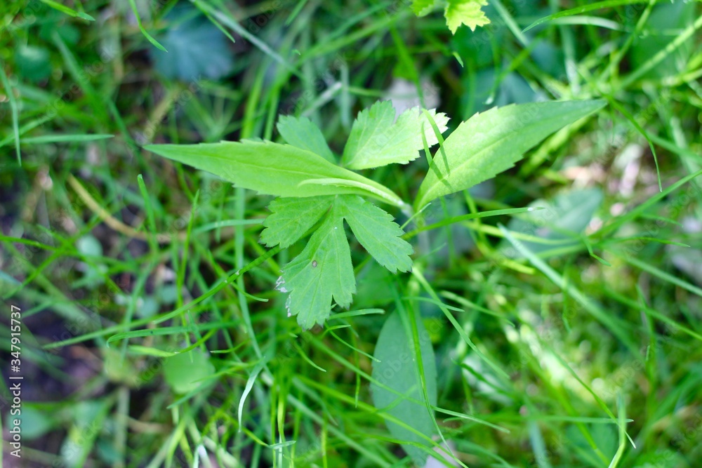 A close view on the bright green grass surface. A close view on the bright green grass surface.