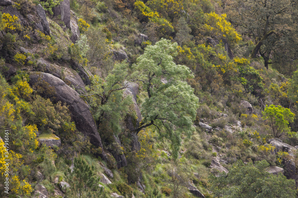 Beautiful nature landscape in Peneda-Geres National Park, Portugal Beautiful nature landscape in Peneda-Geres National Park, Portugal