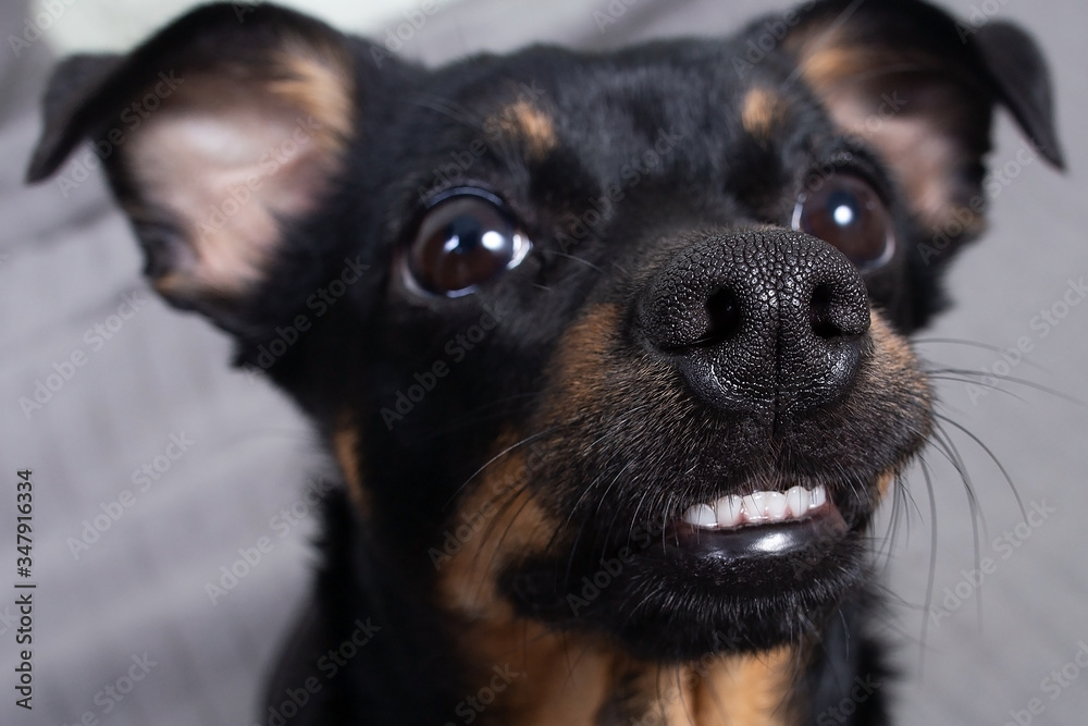 portrait of a little black dog, funny