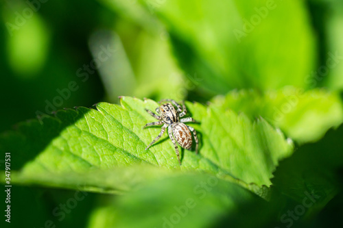 Dimorphic Jumping Spider on Leaf in Springtime