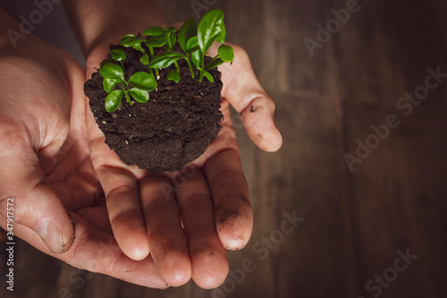 Young green plant in hands. Small Plant with leaves in soil in hands. New life concept. Care and protection concept. Green plant in ground. Ecology background. Spring nature concept. Growing plants.