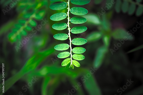 rows of green leaves of a plant