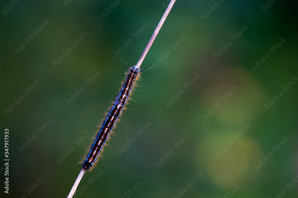 livrée des arbres (Malacosoma neustria) livrée des arbres (Malacosoma neustria)