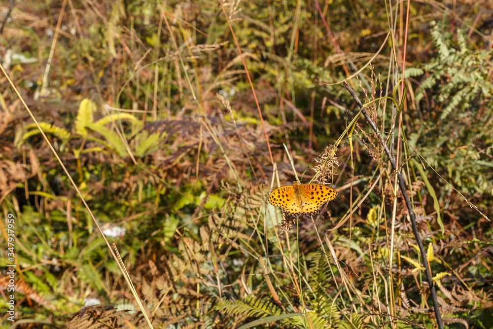 A small orange butterfly with black spots on its wings sits on the grass. A small orange butterfly with black spots on its wings sits on the grass.
