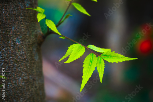 sprouting twigs from tree shoot
