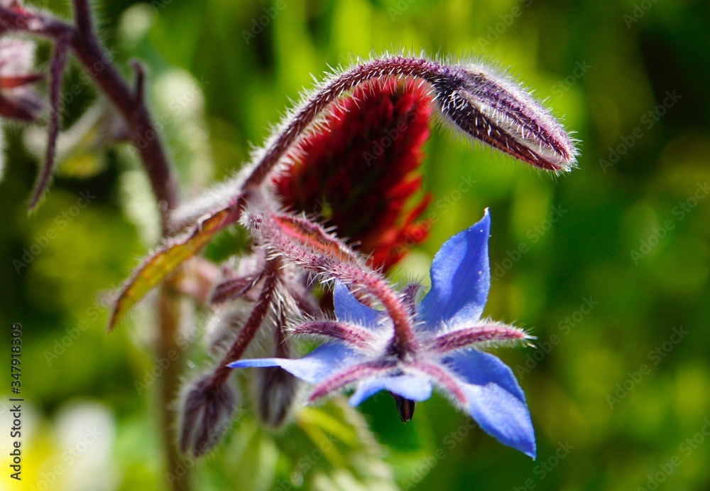 Wunderschöne rote Blüten einer Blume in Nahaufnahme Wunderschöne rote Blüten einer Blume in Nahaufnahme
