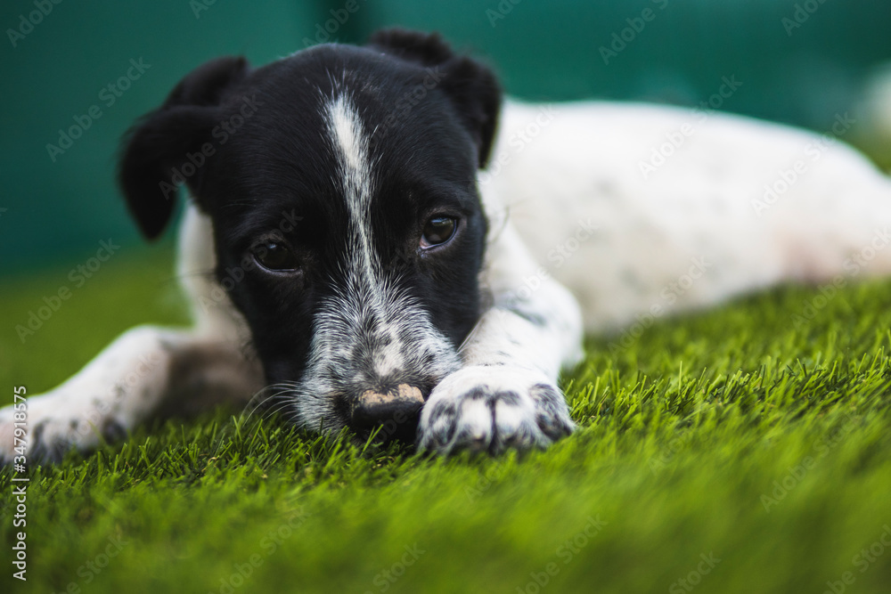 Black and white puppy falling asleep in the grass