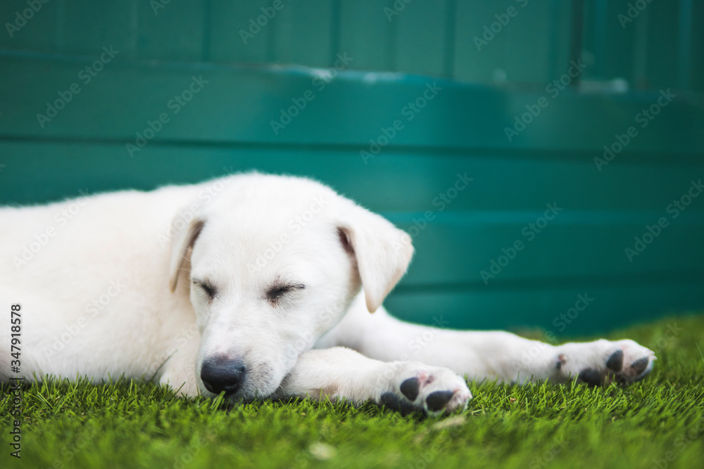White labrador puppy asleep in the grass White labrador puppy asleep in the grass