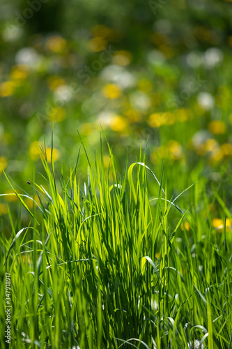 Magic meadow with green grass and beautiful bokeh.