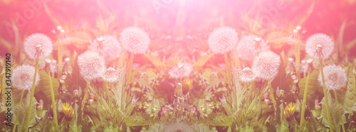 Panorama: magic meadow with green grass and beautiful bokeh.