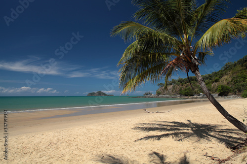 palm tree on the beach with a see and an island in a background