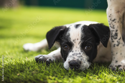 Detail of black and white puppy falling asleep in the grass