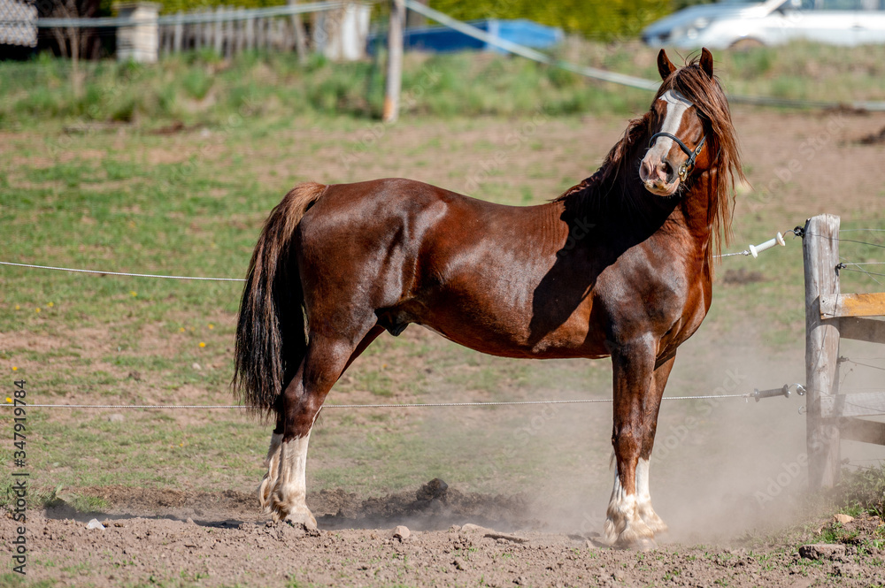 Stunning welsh cob stallion, chestnut color, long mane on spring season. Stunning welsh cob stallion, chestnut color, long mane on spring season.