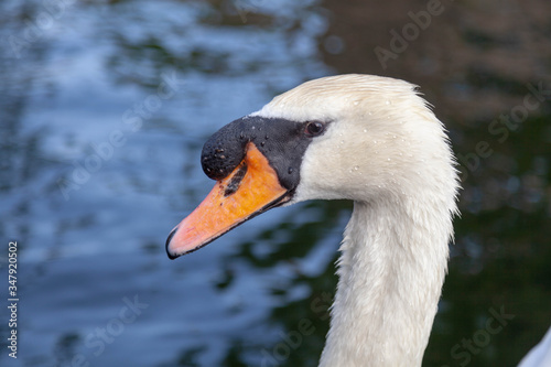 Fototapeta Naklejka Na Ścianę i Meble -  mute swan