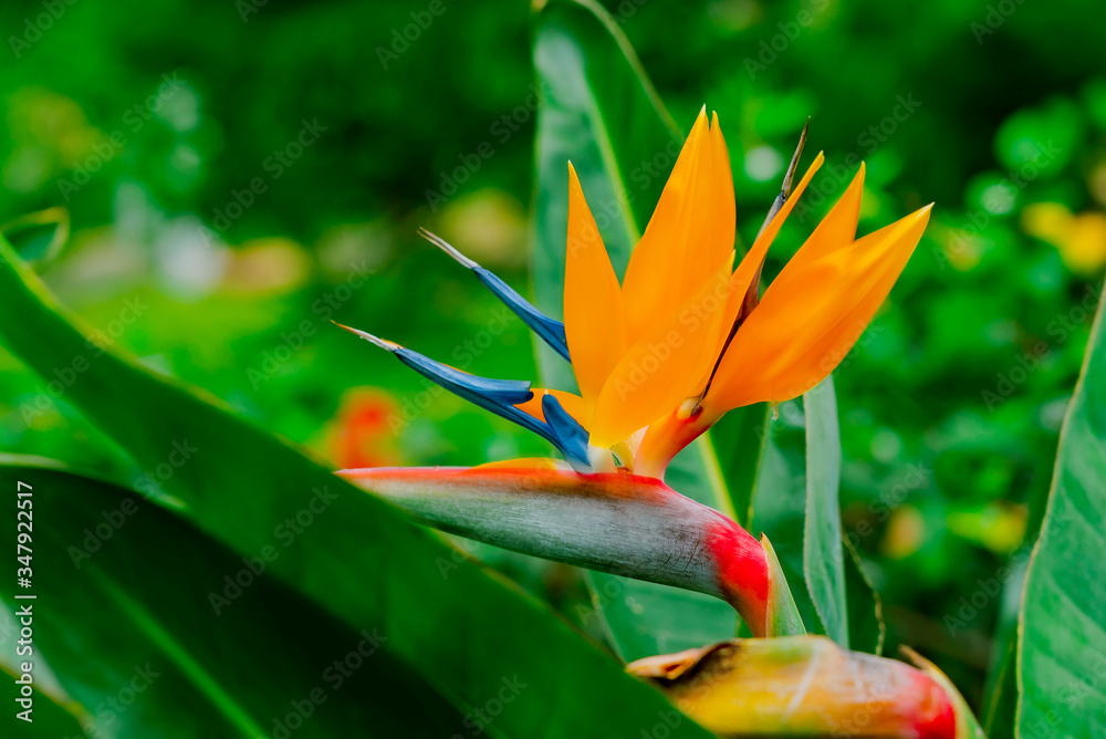Obraz premium Strelitzia Reginae. Beautiful Bird of Paradise flower on the background of green leaves in soft focus. Tropical flower on Tenerife, Canary Islands, Spain.