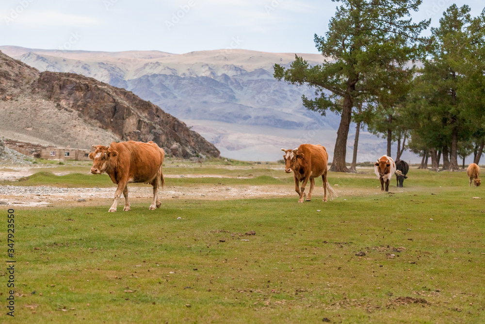 Cows go home themselves without a shepherd. Mongolia, Altai Cows go home themselves without a shepherd. Mongolia, Altai