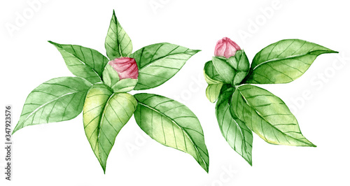 Watercolor illustration of pink peony flower buds with green leaves.  
