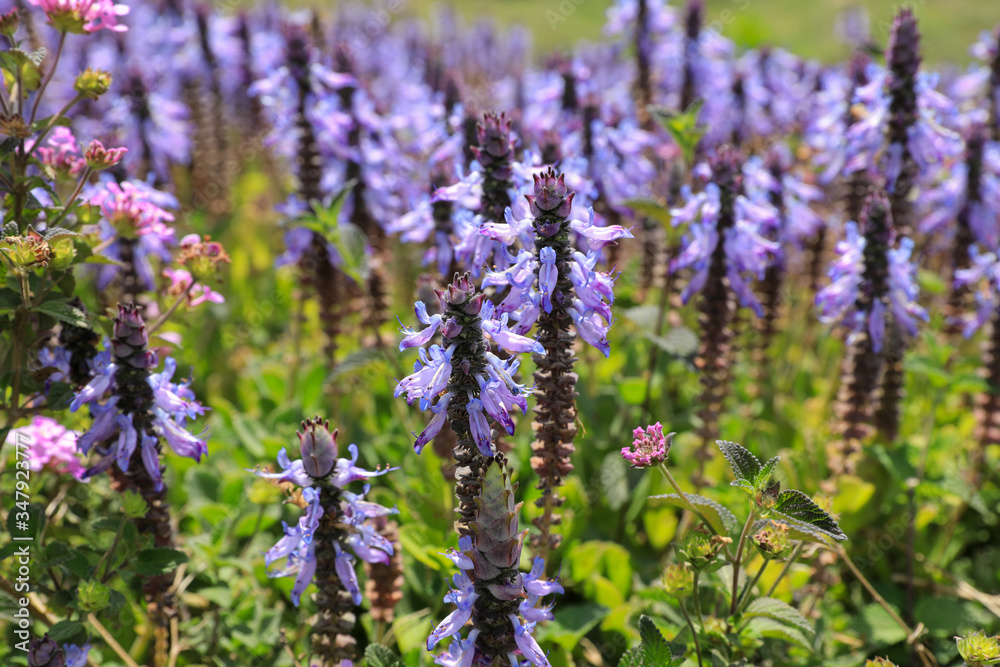 Obraz premium Purple flowers in a magical bloom.