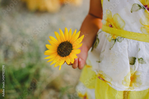 Child's hand holding Sunflower