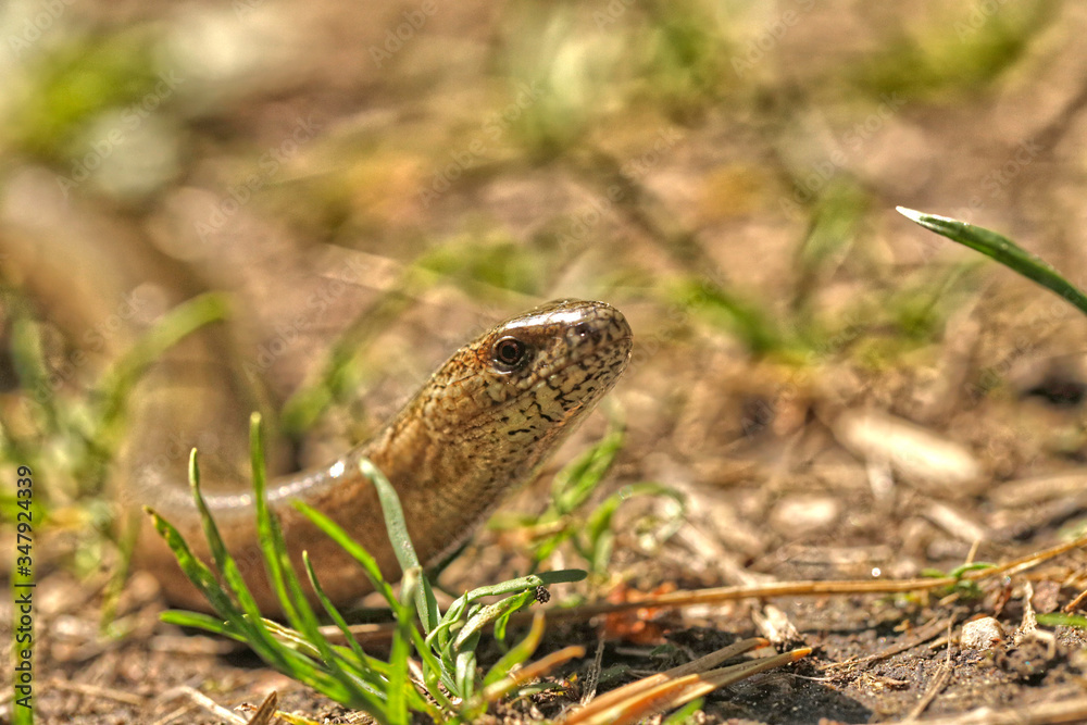 Obraz premium Nature