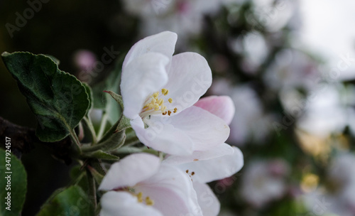 Kwiat Jabłoni 