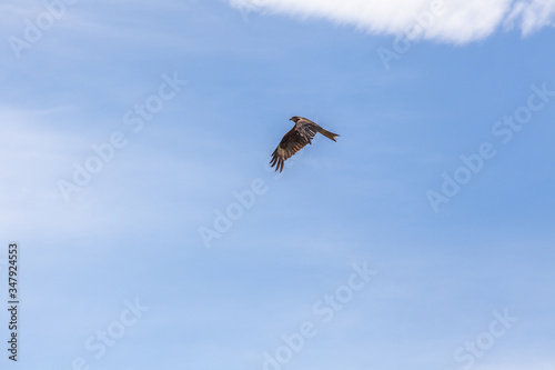 Falcon flies in the sky over steppes of Mongolia. Altai