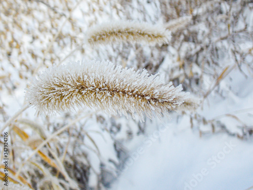 A close up Snow covered grass field in December