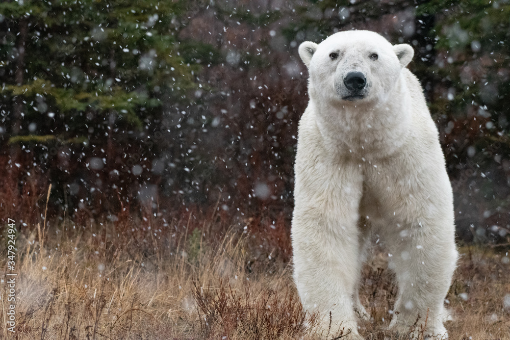 Male polar bear (Ursus maritimus) in tundra near Churchill, Manitoba Male polar bear (Ursus maritimus) in tundra near Churchill, Manitoba