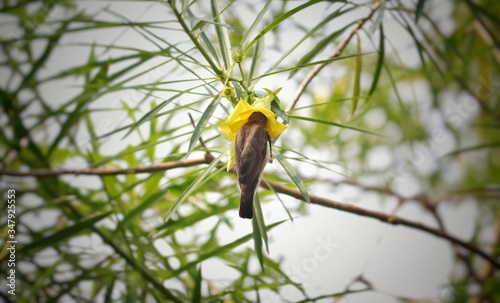 Purple Rumped Sunbird  or Leptocoma Zeylonica Bird Drinking Nectar from Cascabela Thevetia Flower with Selective Focus in Horizontal Orientation photo