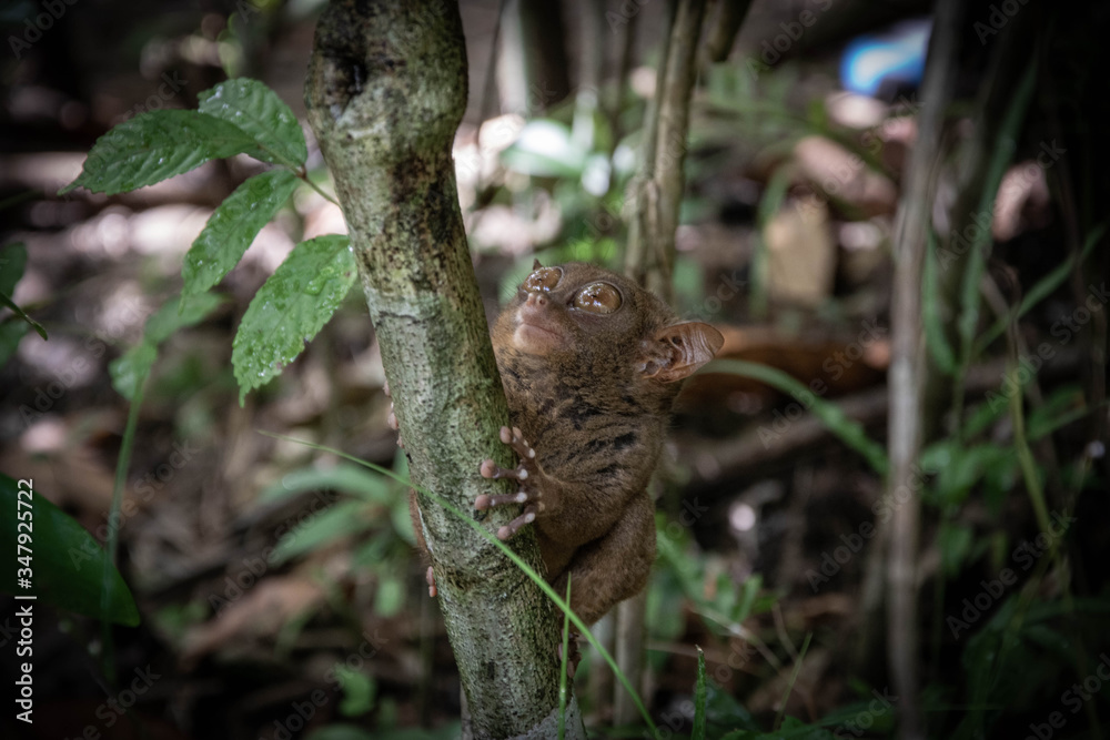 Cute Bohol tarsier looking up with its huge eyes while holding on to tree branch. The Philippine tarsier (Carlito syrichta). Photo taken in Bohol, the Philippines