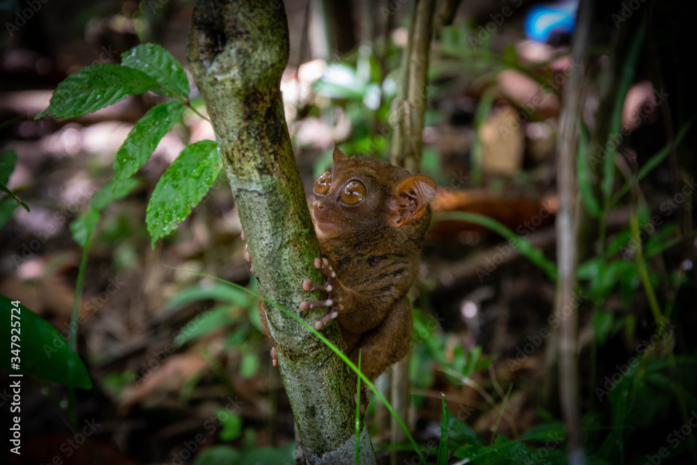 Cute Bohol tarsier holding on to the tree branch. The Philippine tarsier (Carlito syrichta), with its huge eyes, is one of the world's smallest primate animal. Photo taken in Bohol, the Philippines Cute Bohol tarsier holding on to the tree branch. The Philippine tarsier (Carlito syrichta), with its huge eyes, is one of the world's smallest primate animal. Photo taken in Bohol, the Philippines