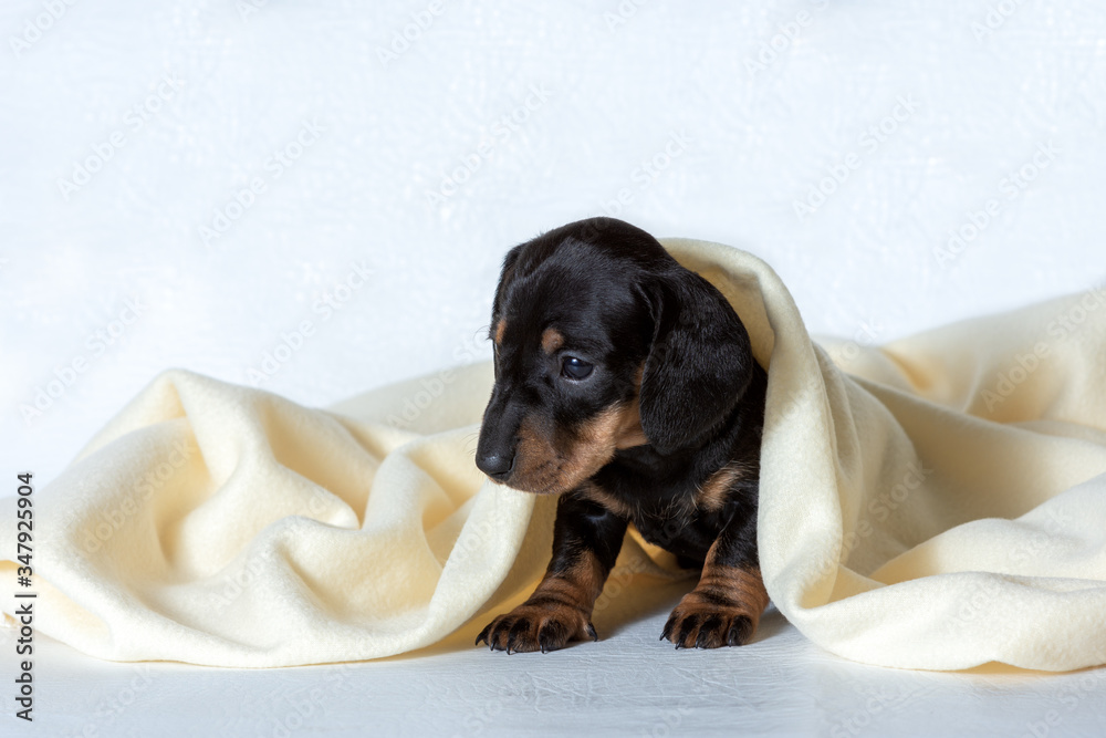 A small Dachshund puppy under a light yellow blanket. Concept of staying at home