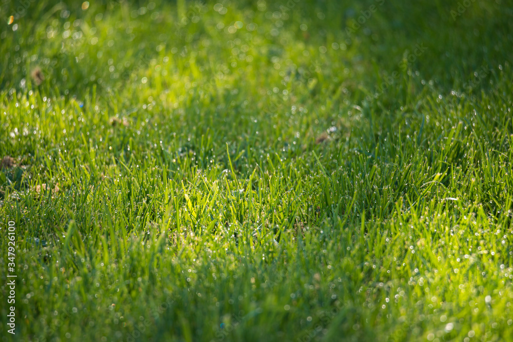 Naklejka premium Green grass background