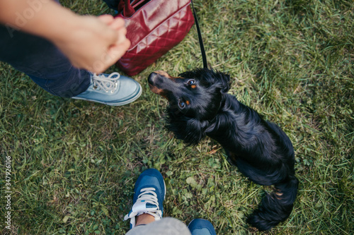 Outdoor long haired duchshund training with a treat in human hand. Dog training, cynology. photo