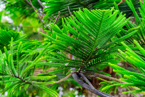 Close up of Araucaria heterophylla  excelsa branch with soft focus. Araucaria rare evergreen coniferous tree. Rare tree species on Tenerife  Canary Islands  Spain.