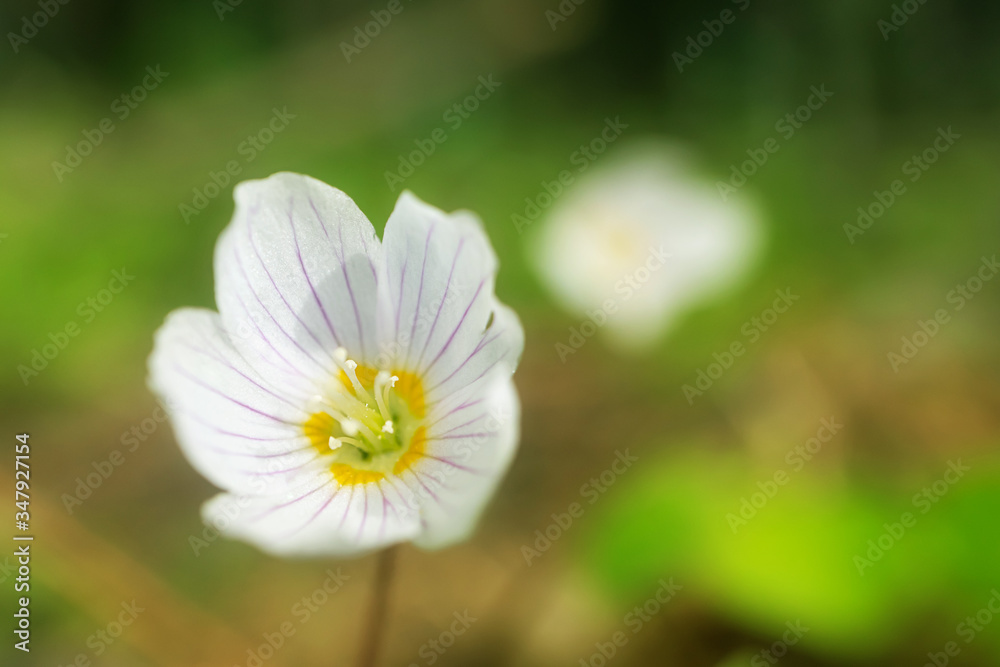 A small white flower grows in a forest. Detailed macro photo. The concept of spring, summer, wildflowers. A small white flower grows in a forest. Detailed macro photo. The concept of spring, summer, wildflowers.