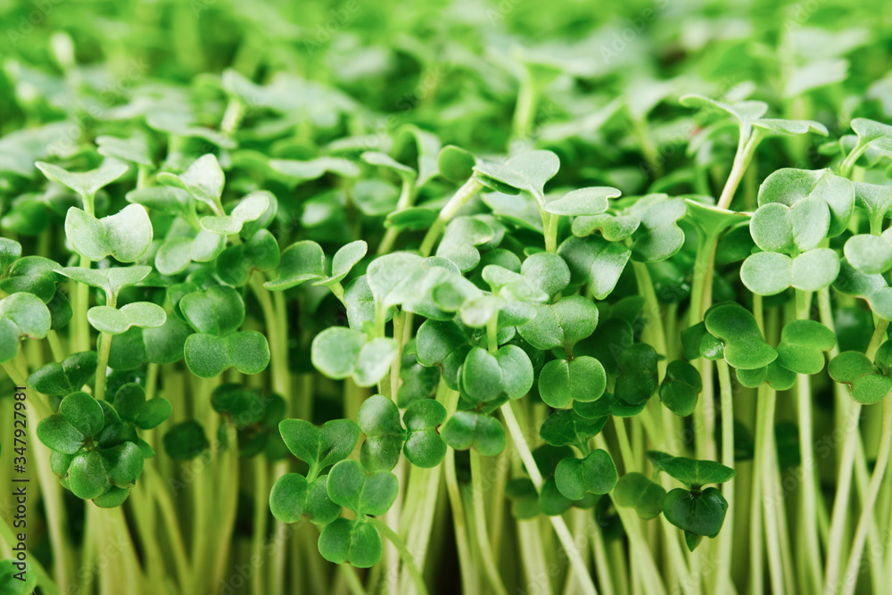 Close-up of microgreen broccoli. Concept of home gardening and growing greenery indoors Close-up of microgreen broccoli. Concept of home gardening and growing greenery indoors