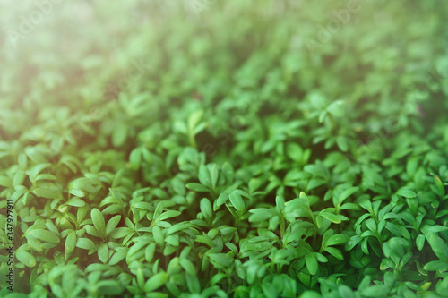 Watercress microgreen. Green leaf texture close up