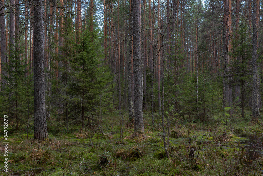 Sacred forest