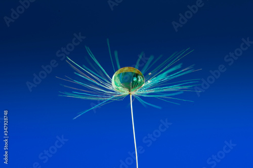 droplet of water on dandelion seed head.