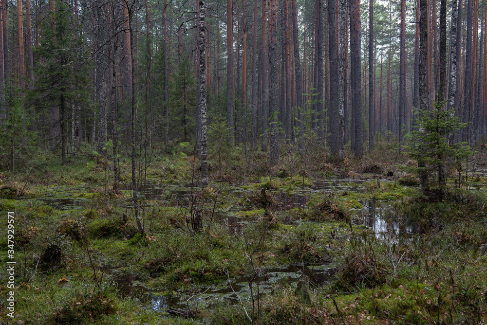 Obraz premium Swampland in sacred forest.