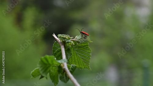 Rothaarbock, Pyrrhidium sanguineum, auf Haselnuss photo