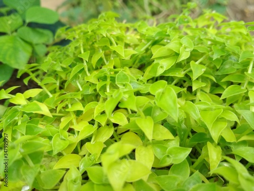 Wallpaper Mural close up of green leaves Torontodigital.ca