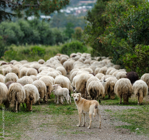 A shepherd dog with sardinian sheep of autochthonous breed in the Ogliastra region, Sardinia, Italy, Europe